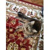 Ковер для гостиной Арт 25490 New 2